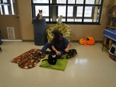 New cat room Janet and friends New cat room Janet and friends